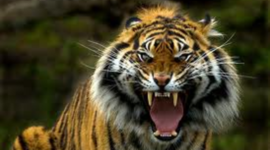 Timeline: Day to Day