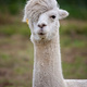 Hipster llama l