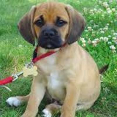 Timeline: Road to the Constitution-Sammy and Andrew