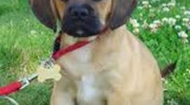 Timeline: Road to the Constitution-Sammy and Andrew