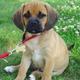 Puggle