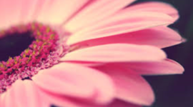 Timeline: Road to the Constitution