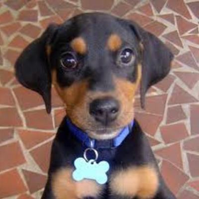 Timeline: Getting a Puppy