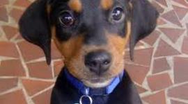 Timeline: Getting a Puppy