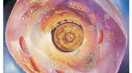 Timeline: LA TEORIA CEL·LULAR