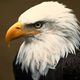 Bald eagle 1 600x450