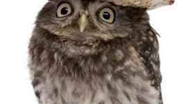 Timeline: The Steriotypical and Generic Middle-Schoolers' Life in Chronological Order Acording to Tristen Pasternak