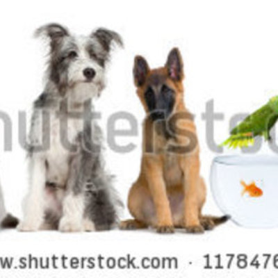 Timeline: Bioloogia 7.klass