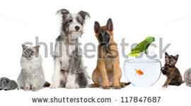 Timeline: Bioloogia 7.klass