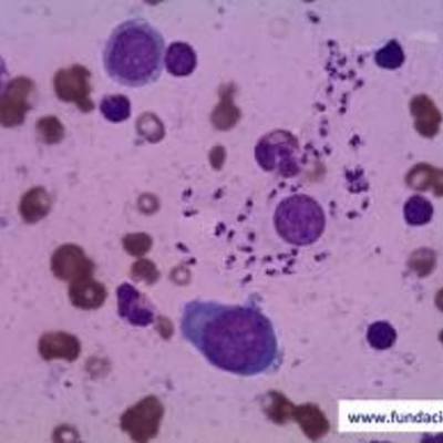 Timeline: HISTORIA DE LA MEDICINA UAN 1