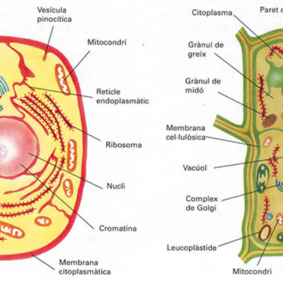 Timeline: La cèl·lula
