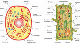 Timeline: La cèl·lula