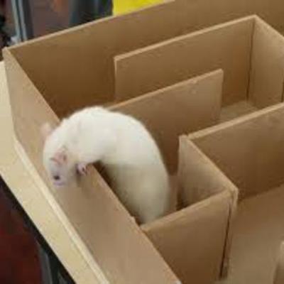 Timeline: Unidad 3 DE LA PSICOLOGÍA EXPERIMENTAL A LA TRADICIÓN DE PENSAMIENTO CONDUCTISTA