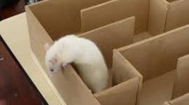 Timeline: Unidad 3 DE LA PSICOLOGÍA EXPERIMENTAL A LA TRADICIÓN DE PENSAMIENTO CONDUCTISTA