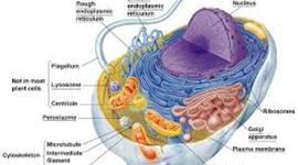 Timeline: Linia del temps