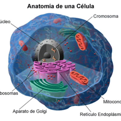 Timeline: Teoria Cel·lular