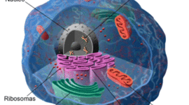 Timeline: Teoria Cel·lular