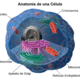Anatomía de la célula