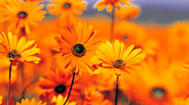 Timeline: Sõle kool läbi aja