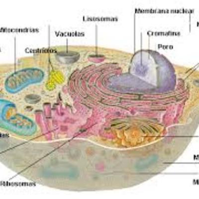Timeline: Teoria cel·lular
