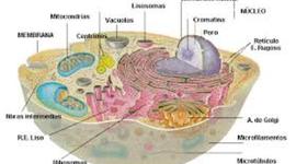 Timeline: Teoria cel·lular