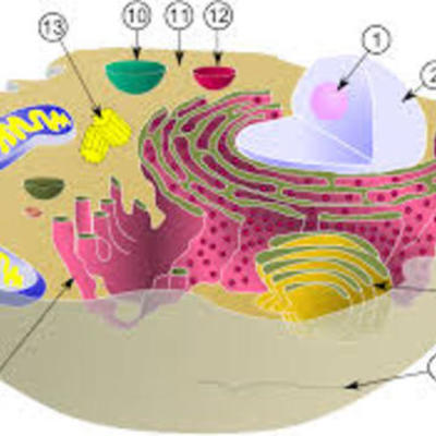 Timeline: Teoria Cel·lular