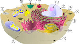 Timeline: Teoria Cel·lular