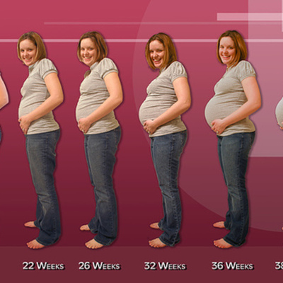 Timeline: Pregnancy Development