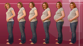 Timeline: Pregnancy Development