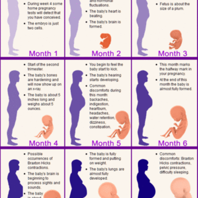 Timeline: Month by Month Pregnancy Development