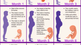 Timeline: Month by Month Pregnancy Development