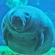 Sea cow