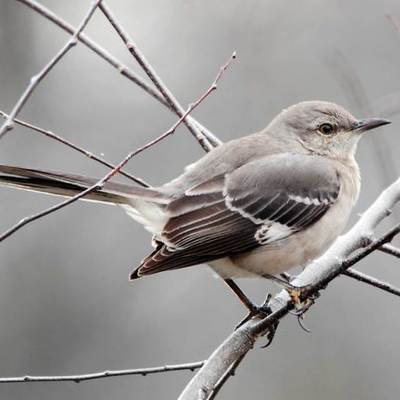 Timeline: To Kill A Mockingbird