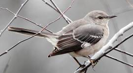 Timeline: To Kill A Mockingbird