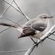 Mockingbird