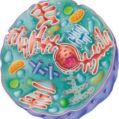 Timeline: Linea del tiempo de la biología  celular