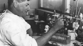 Timeline: Australian Contribution to Immunology