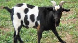 Timeline: Cheeseman is a goat