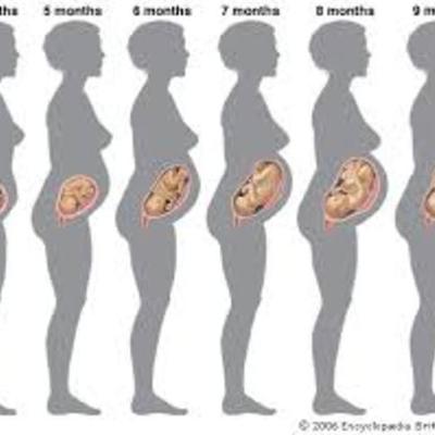 Timeline: Effects of Pregnancy on a Woman .