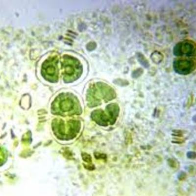 Timeline: Cell Obserevations through History