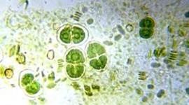 Timeline: Cell Obserevations through History