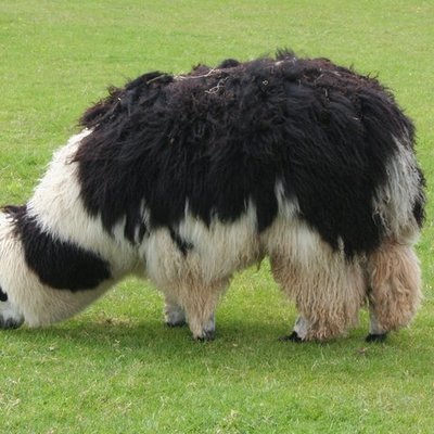 Timeline: History of Alpacas