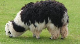 Timeline: History of Alpacas