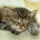 Cute kitten wallpaper kittens 13938596 1024 768