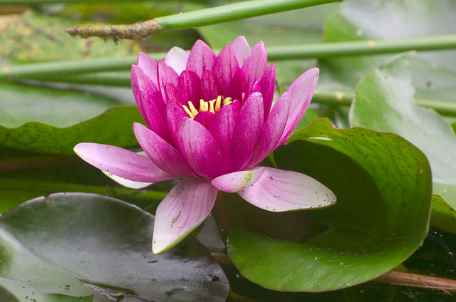 Lotus eater 1