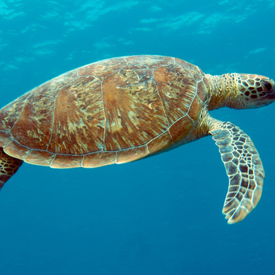 Timeline: Progressive Era Timeline