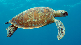 Timeline: Progressive Era Timeline