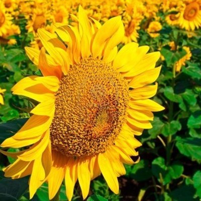 Timeline: Growth of a Sunflower