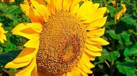 Timeline: Growth of a Sunflower