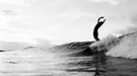 Timeline: History of Surfing